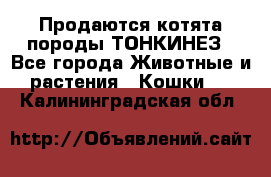 Продаются котята породы ТОНКИНЕЗ - Все города Животные и растения » Кошки   . Калининградская обл.